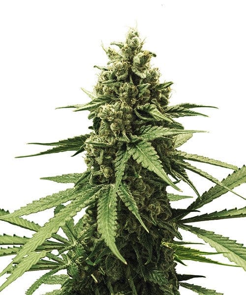 Apple Fritter | 3 Stk. Feminisiert apple-fritter_Plant