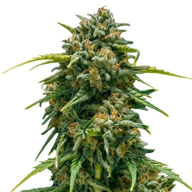Auto_IMG_Sweet_Skunk