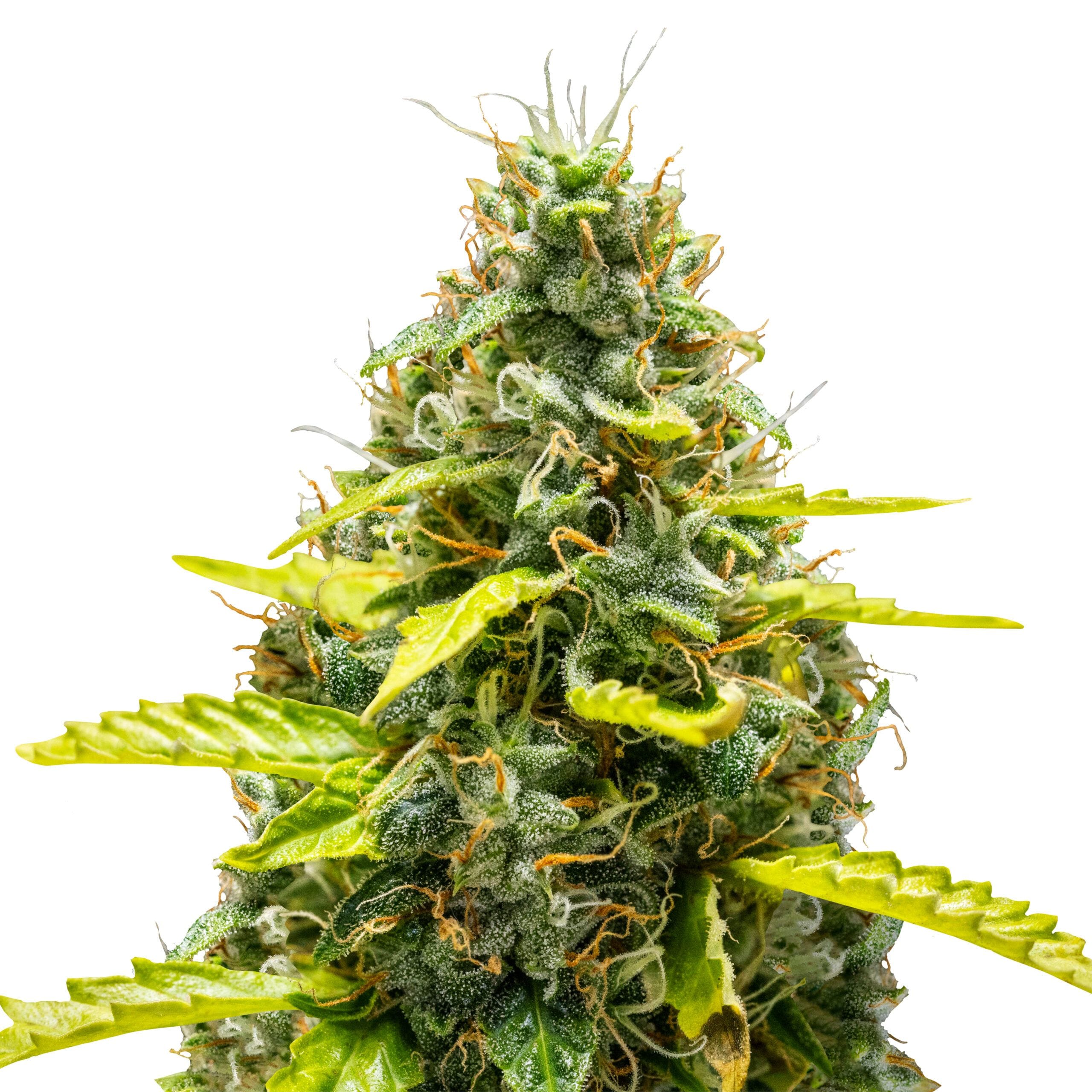 Royal Runtz | 3 Stk. Autoflowering RQS-RRU-A-3-1