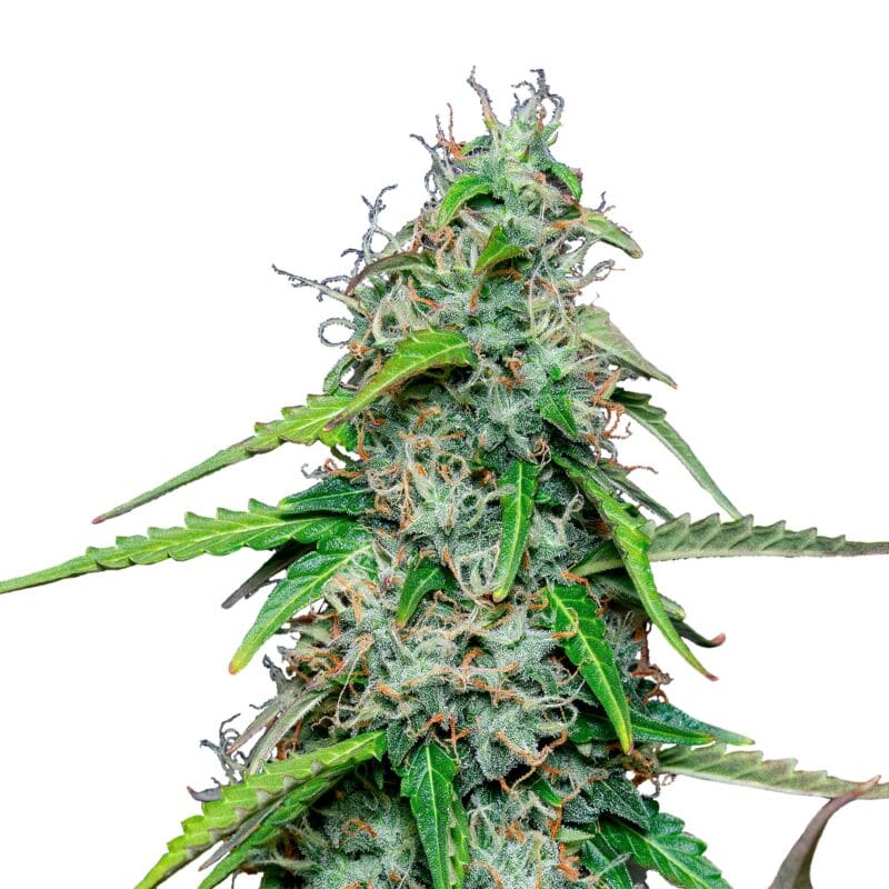 Auto_IMG_Royal_Gorilla