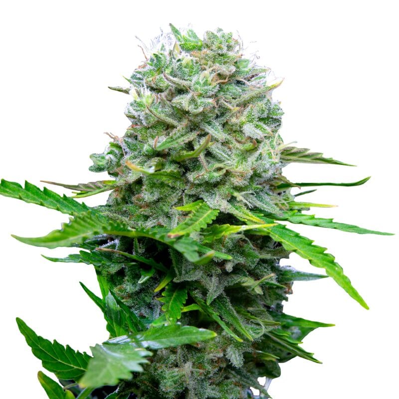 Royal Bluematic | 3 Stk. Autoflowering Auto_IMG_Royal_Bluematic