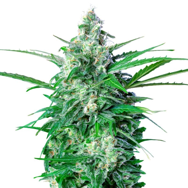 Royal AK | 3 Stk. Autoflowering RQS-ROA-A-3-1