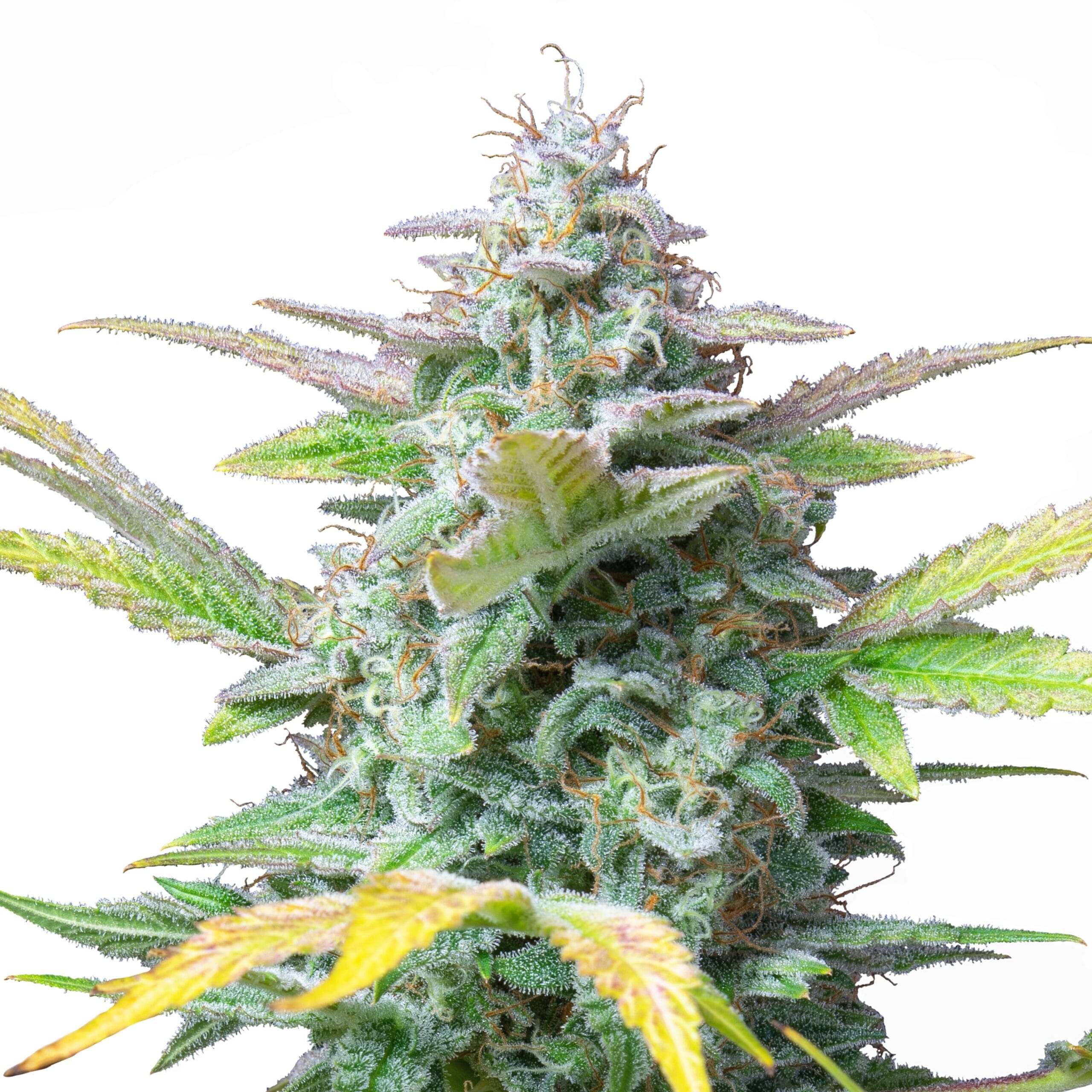Quick One | 3 Stk. Autoflowering Auto_IMG_Quick_One