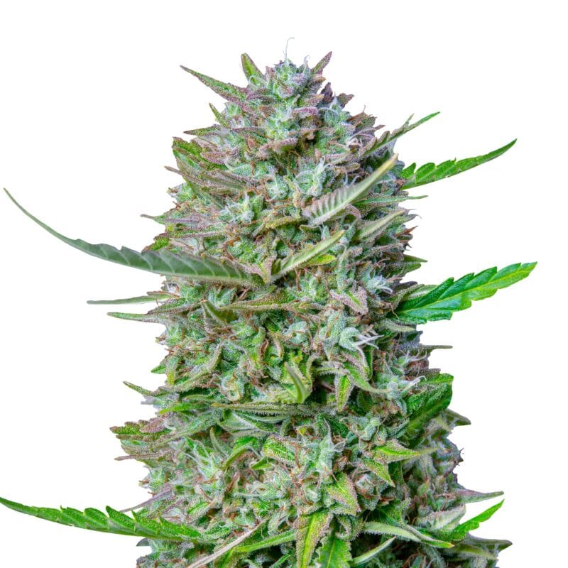 Mimosa | 3 Stk. Autoflowering Auto_mimosa_IMG