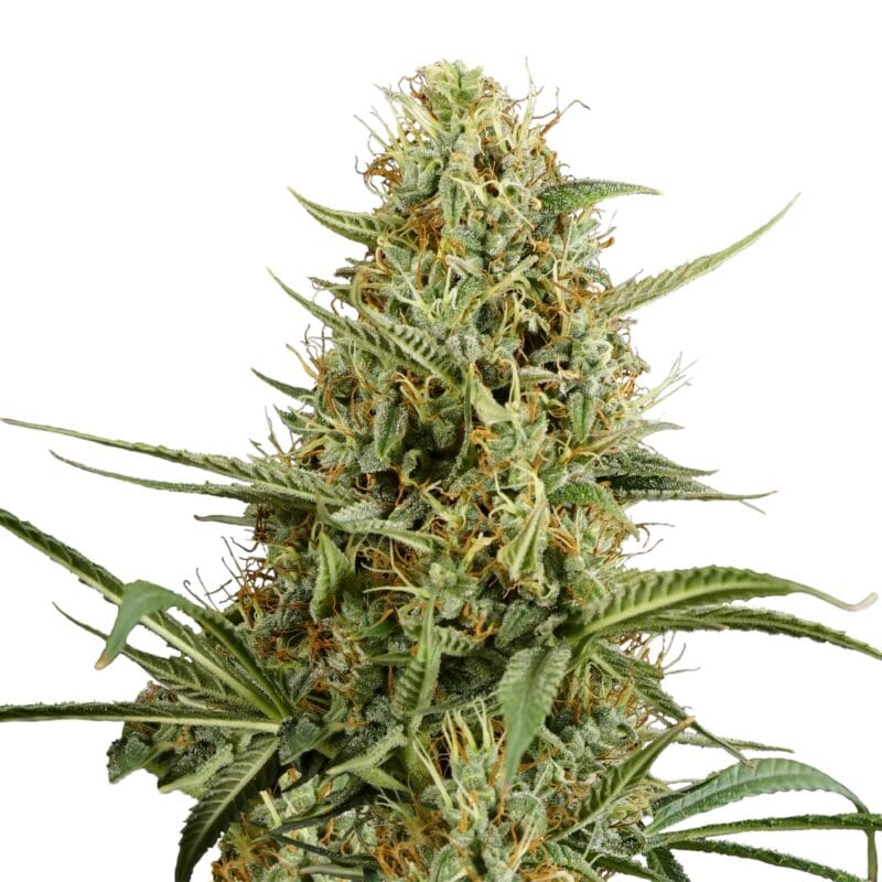 Hulkberry | 3 Stk. Autoflowering IMG_Hulkberry_Auto