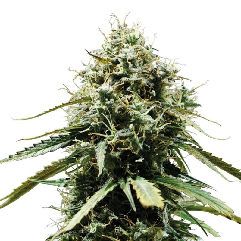 Haze Berry | 3 Stk. Autoflowering Auto_IMG_Haze_Berry
