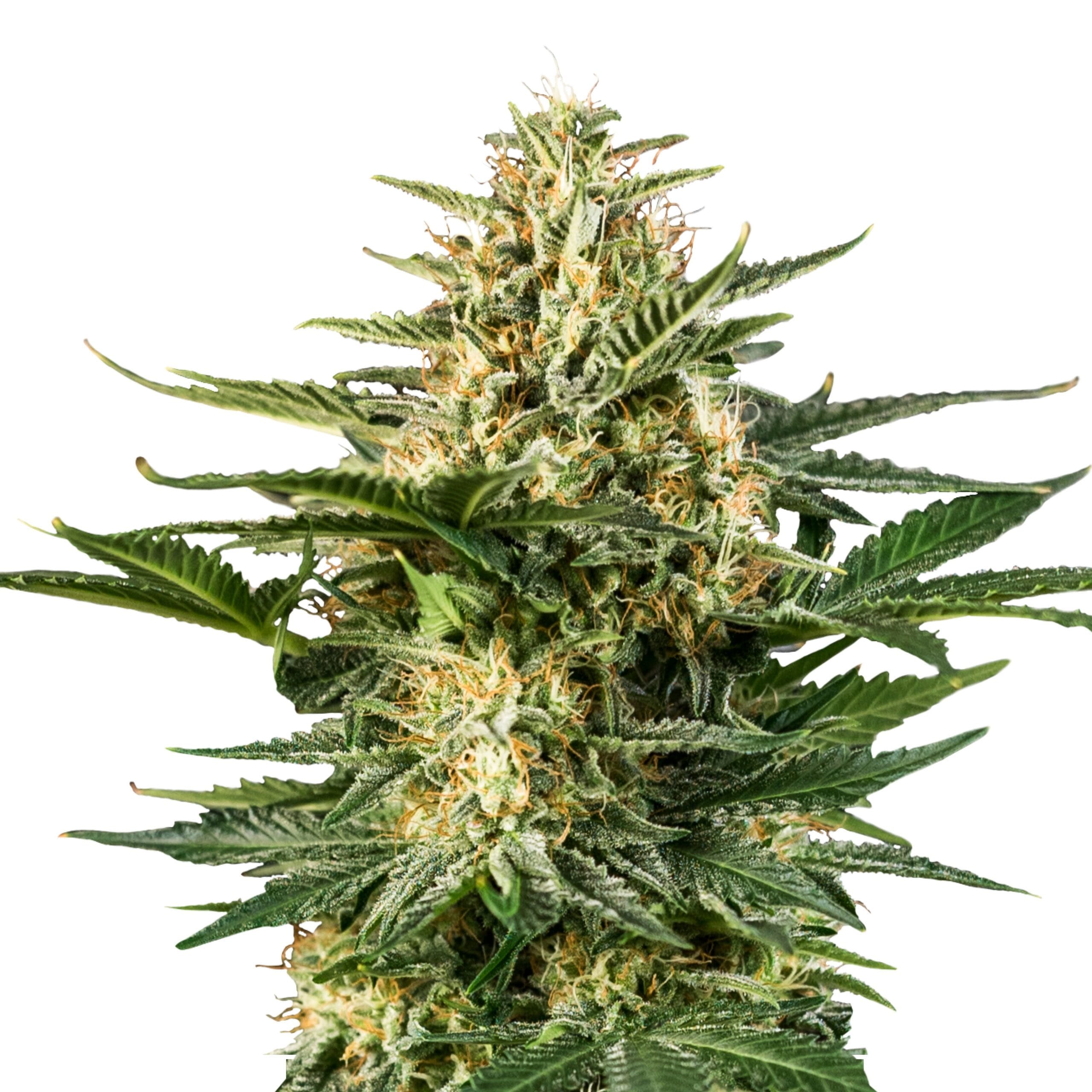 Green Gelato | 3 Stk. Autoflowering Auto_Green_Gelato_IMG