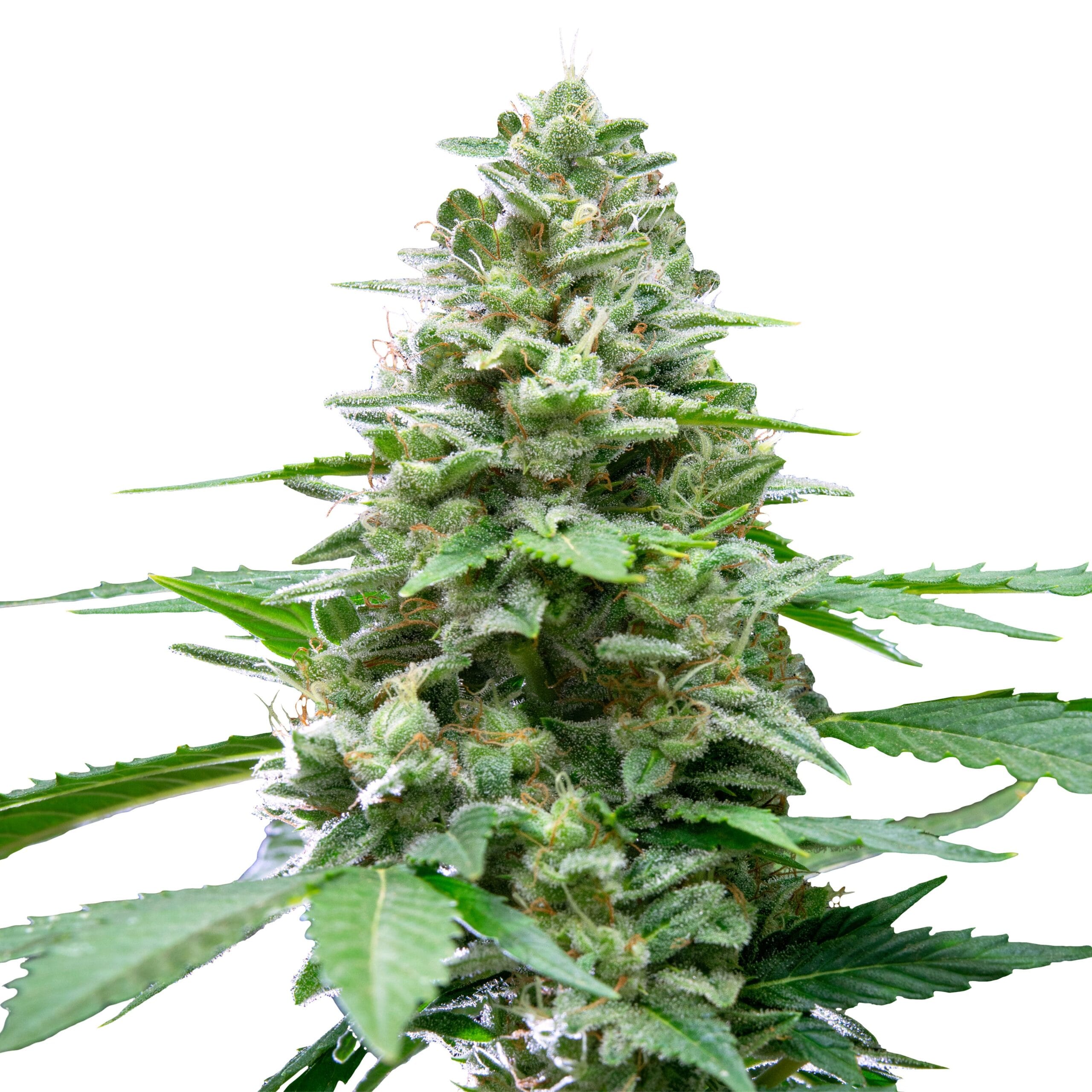 Easy Bud | 3 Stk. Autoflowering IMG_Auto_Easy_Bud