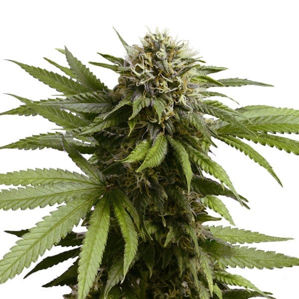 Apple Fritter | 3 Stk. Autoflowering apple-fritter-automatic_Plant