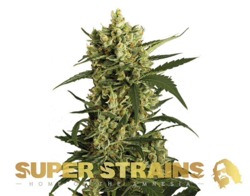 Crackers_3StkFeminisiert_SuperStrains-1