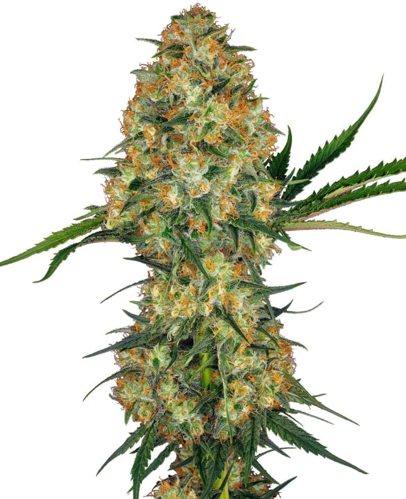 Hindu Kush Feminized