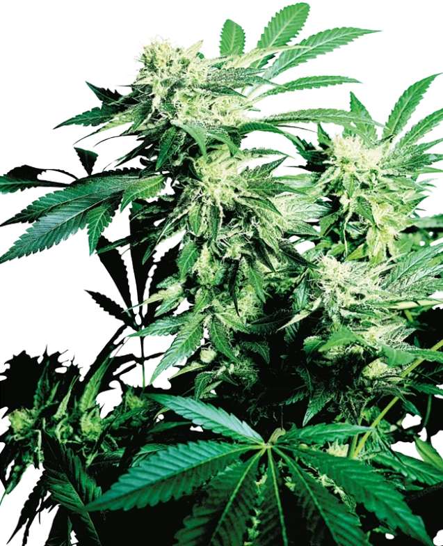 skunk-kush-reg-10stk-sensi-seeds__12779__01.webp