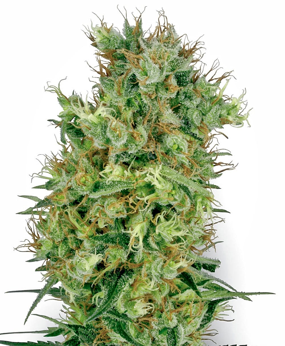 Cali Orange Bud, reg., 10Stk, Sensi Seeds (White Label) SEN-COB-R-10-1