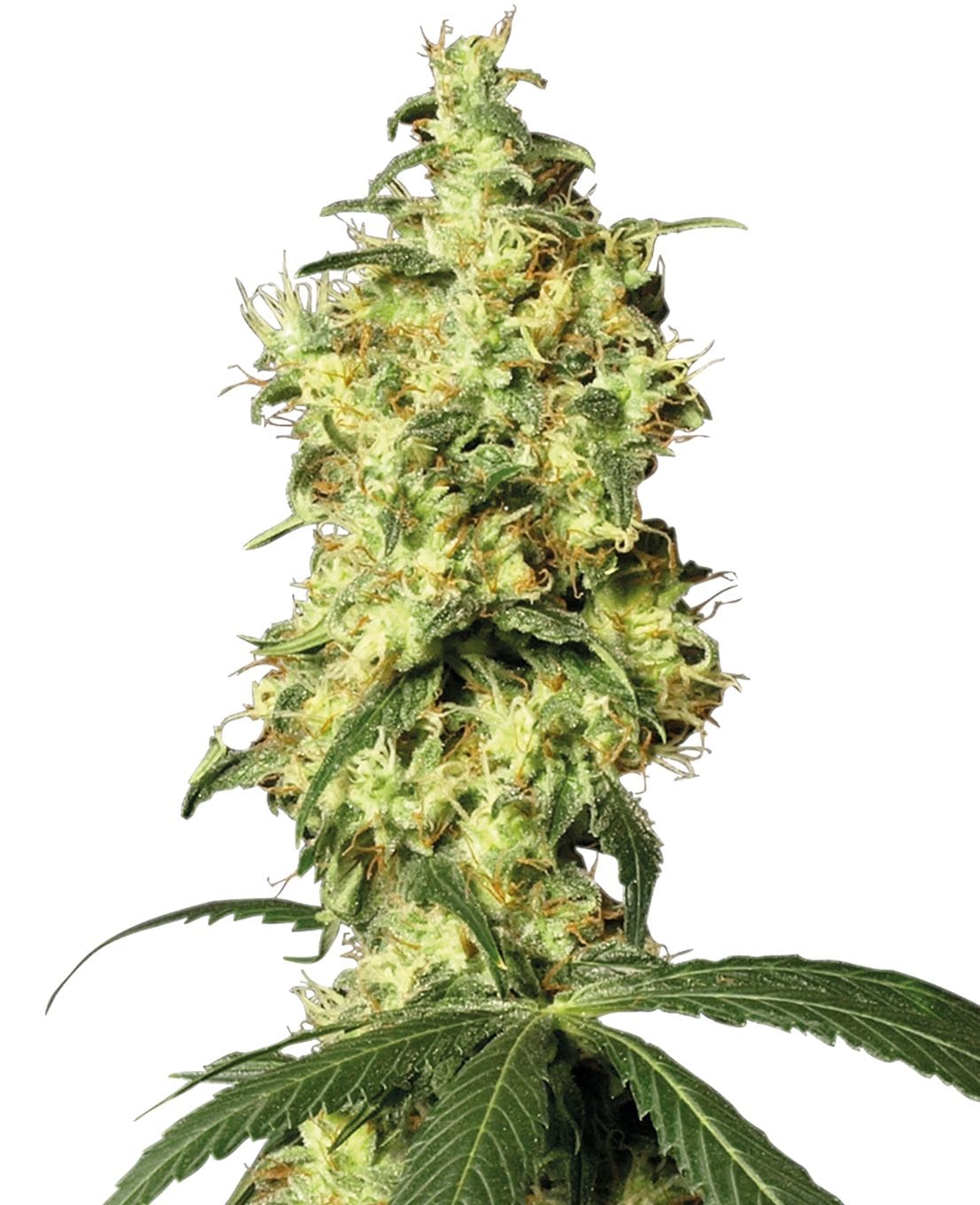 White Widow Auto, 3Stk, Sensi Seeds (White Label) SEN-WHW-A-3-1