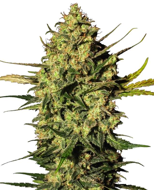 master-kush-auto-3stk-sensi-seeds-white-label__12786__01.webp