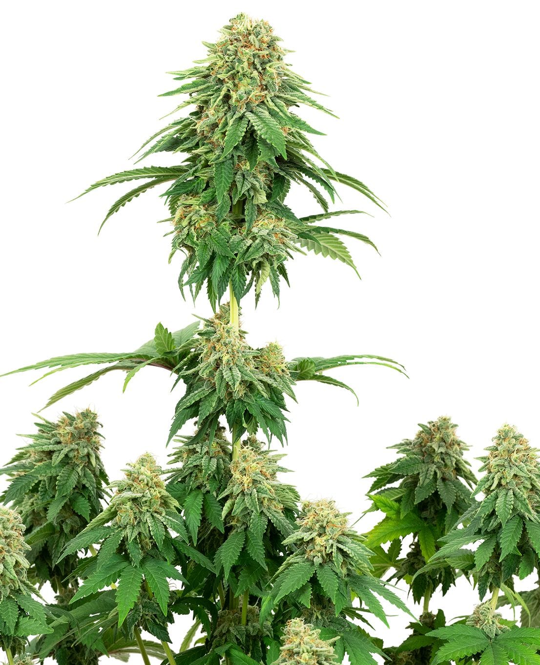 Girl Scout Cookies, 3Stk, Sensi Seeds (White Label) SEN-GSC-F-3-1