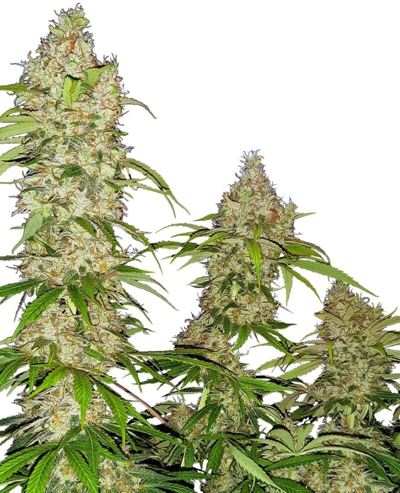Banana Kush Cake, 3Stk, Sensi Seeds SEN-BKC-F-3-1