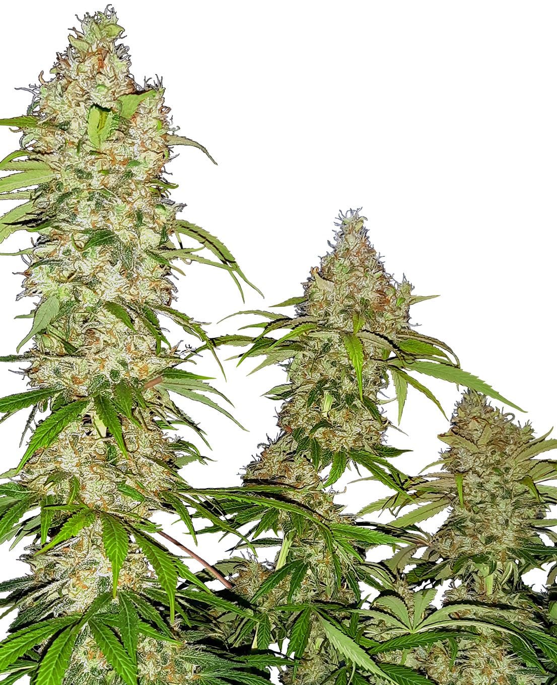 Banana Kush Cake, 3Stk, Sensi Seeds SEN-BKC-F-3-1