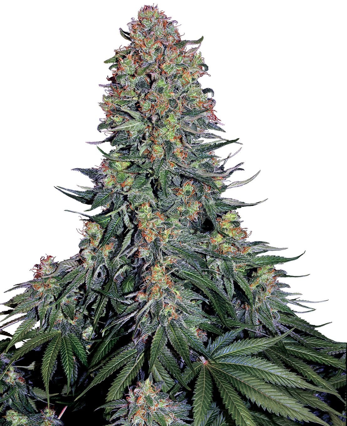 Blue Skunk, 3Stk, Sensi Seeds SEN-BLS-F-3-1