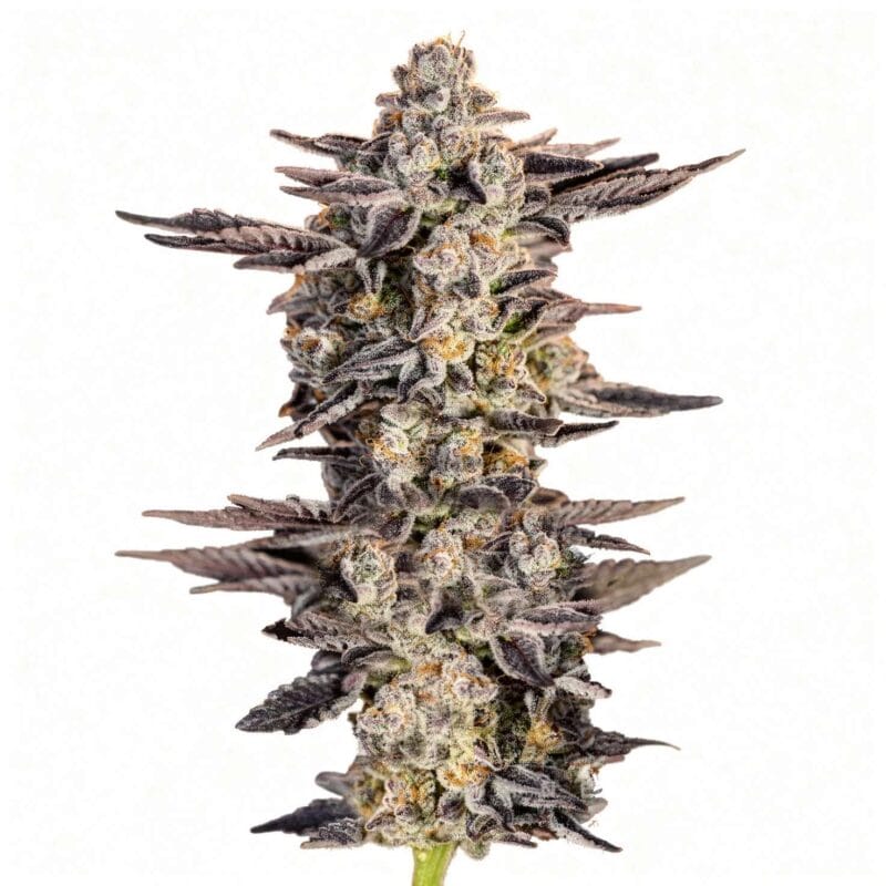 gelato-33-3stk-feminisiert-superstrains__12798__01.webp