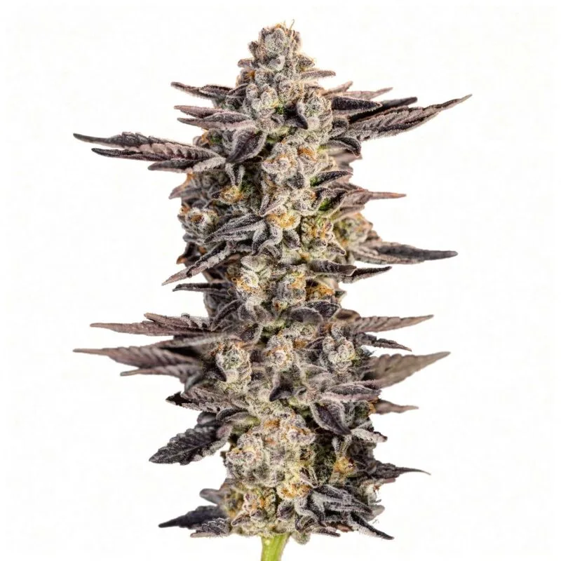 gelato-33-3stk-feminisiert-superstrains__12798__01.webp