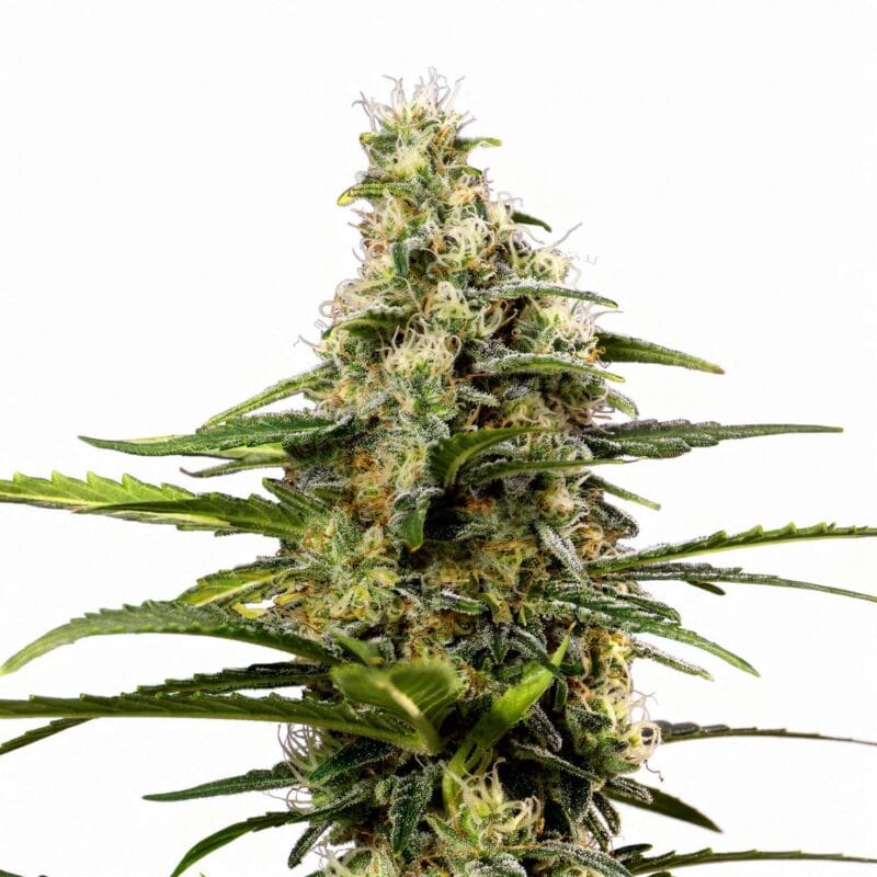 girl-scout-cookies-3stk-feminisiert-superstrains__12799__01.webp