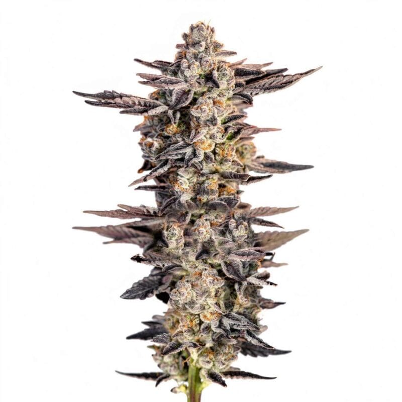 gg4-gorilla-glue-3stk-feminisiert-superstrains__12800__01.webp