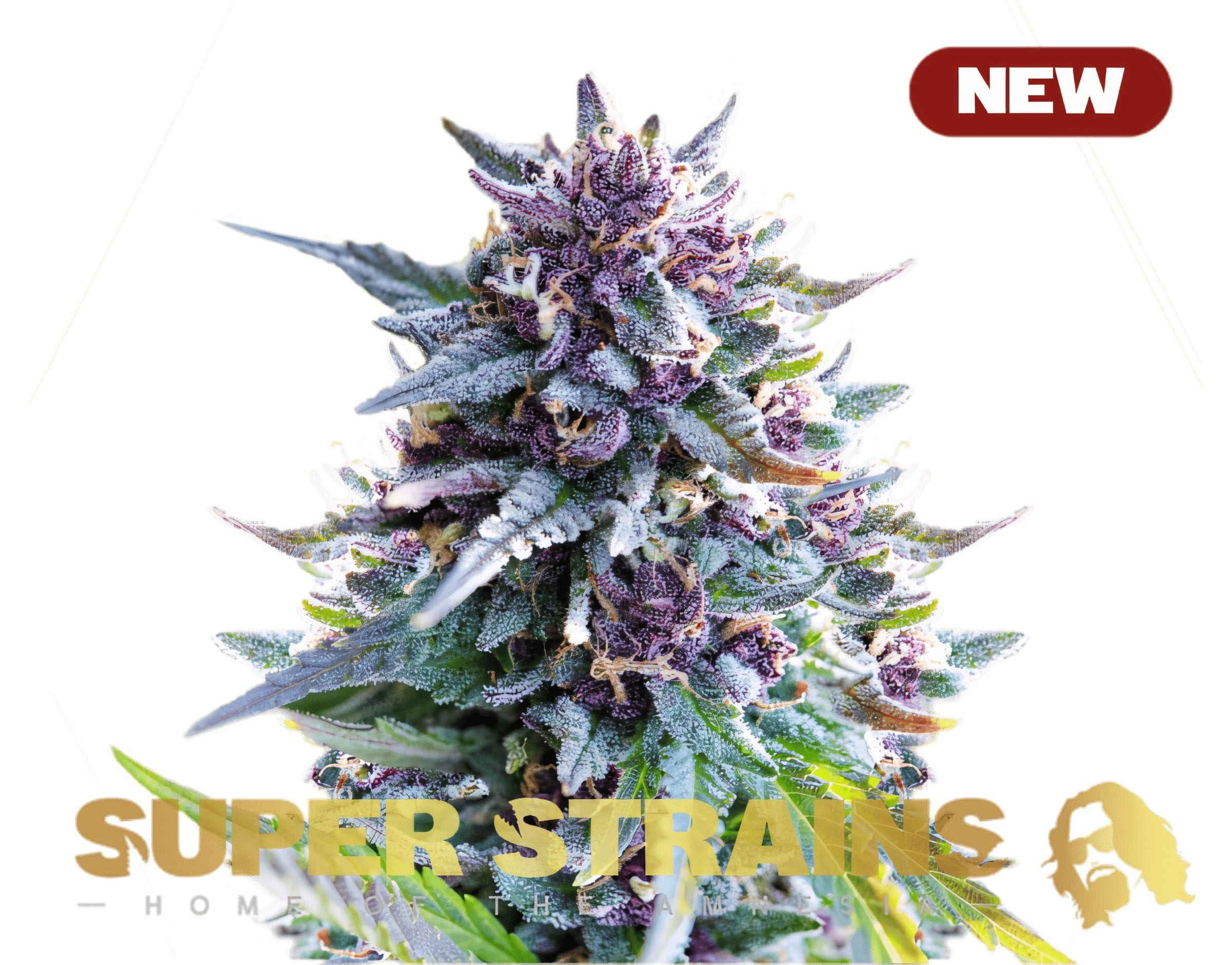 Purple Punch, 3Stk Feminisiert, SuperStrains PurplePunch_3StkFeminisiert_SuperStrains-1