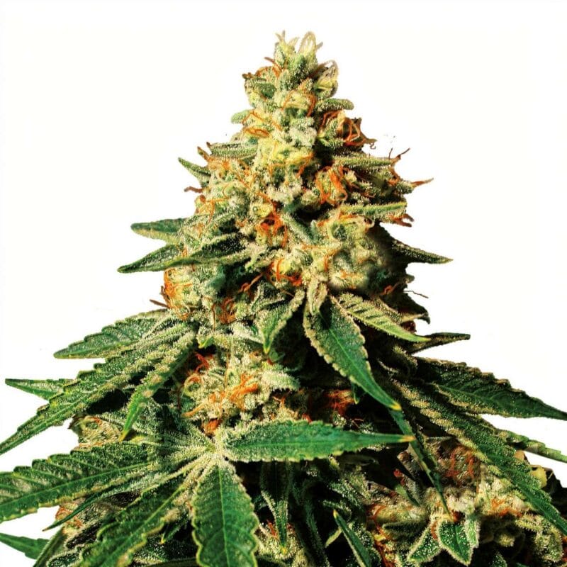 zkittlez-3stk-feminisiert-superstrains__12803__01.webp
