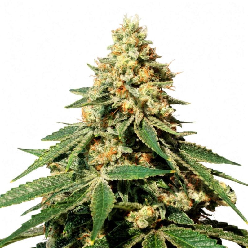 zkittlez-10stk-feminisiert-superstrains__12804__01.webp