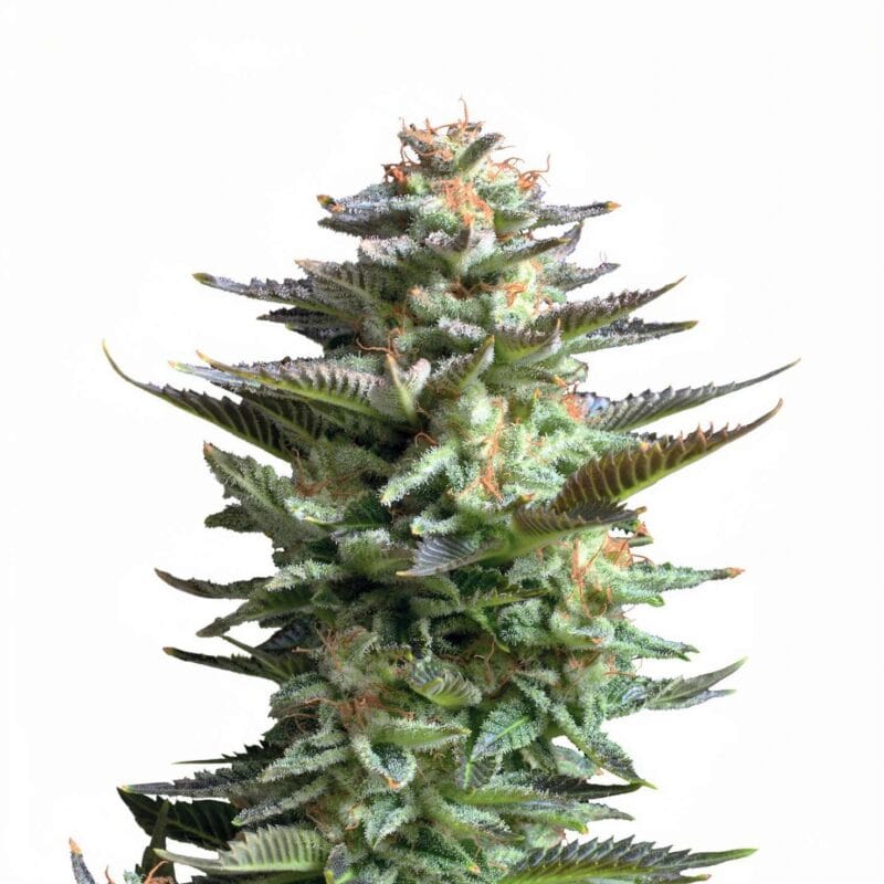 amnesia-3stk-feminisiert-superstrains__12805__01.webp