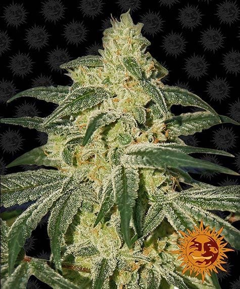 Afghan Hash Plant Regular, 10Stk, Barney’s Farm afghan-hash-plant-regular_circle_new_12_871618