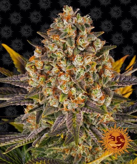 Banana Punch, 3Stk Feminisiert, Barney’s Farm BAF-BAP-F-3-1