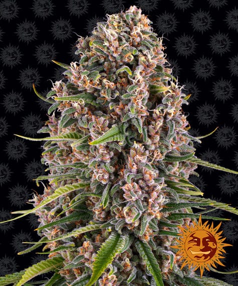 Blue Cheese, 3Stk Feminisiert, Barney’s Farm BAF-BLC-F-3-1