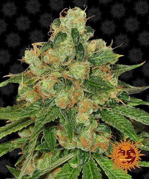 CBD Caramel Regular. 10Stk, Barney’s Farm BAF-CBC-R-10-1