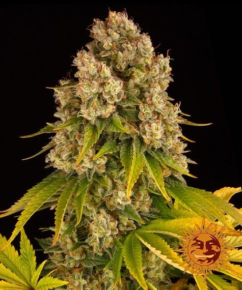 Cheese, 3Stk Auto, Barney’s Farm BAF-CHE-A-3-1