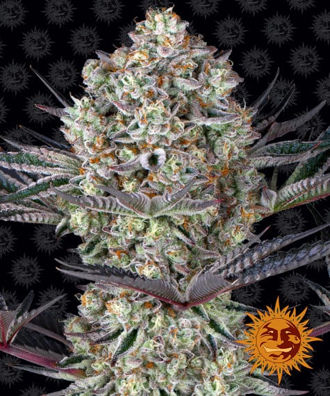 Dos Si Dos 33, 3Stk Feminisiert, Barney’s Farm BAF-DSD-F-3-1