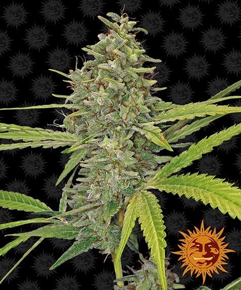 G13 Haze, 3Stk Feminisiert, Barney’s Farm BAF-G1H-F-3-1