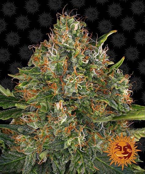 G13 Haze Regular, 10Stk, Barney’s Farm BAF-G1H-R-10-1
