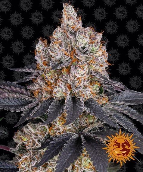 Gelato, 3Stk Feminisiert, Barney’s Farm BAF-GEL-F-3-1