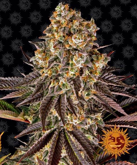 Gelato #45, 3Stk Feminisiert, Barney’s Farm BAF-GE#-F-3-1