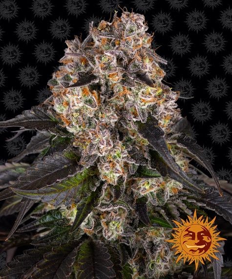 Girl Scout Cookies, 3Stk Feminisiert, Barney’s Farm BAF-GSC-F-3-1