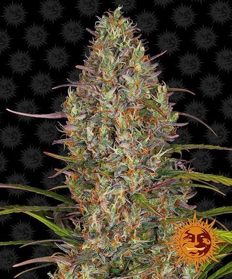 Glue Gelato, 3Stk Auto, Barney’s Farm BAF-GLG-A-3-1