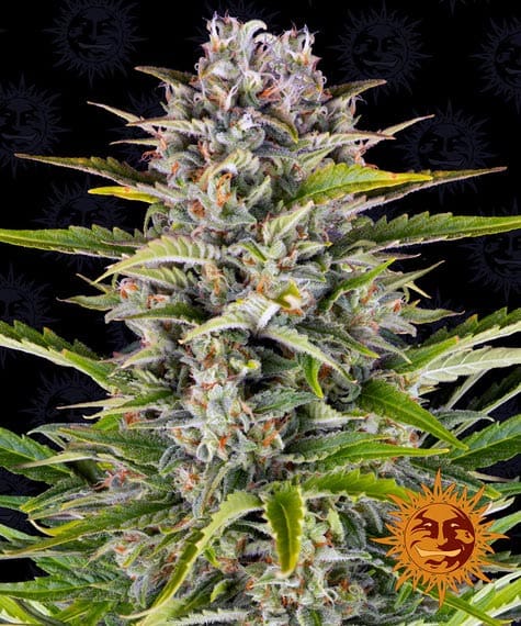 Gorilla Zkittlez, 3Stk Auto, Barney’s Farm BAF-GOZ-A-3-1