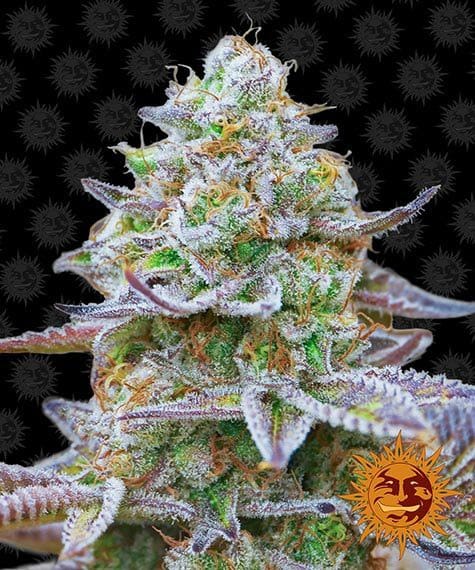 Gorilla Zkittlez, 3Stk Feminisiert, Barney’s Farm BAF-GOZ-F-3-1