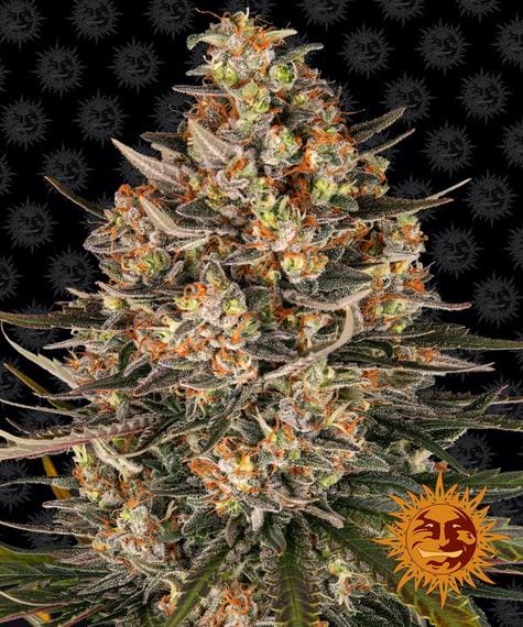 Lemon Drizzle, 3Stk Feminisiert, Barney’s Farm BAF-LED-F-3-1
