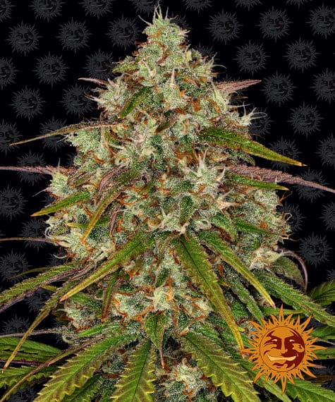 Liberty Haze, 3Stk Feminisiert, Barney’s Farm BAF-LIH-F-3-1