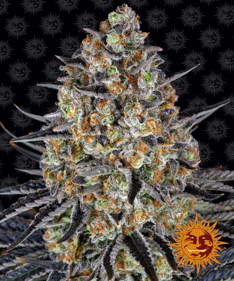LSD, 3Stk Feminisiert, Barney’s Farm BAF-LSD-F-3-1
