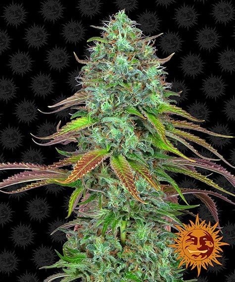 LSD, 3Stk Auto, Barney’s Farm BAF-LSD-A-3-1