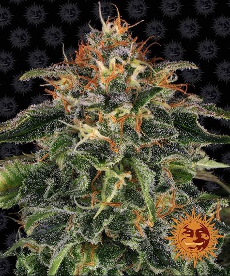 Moby Dick, 3Stk Feminisiert, Barney’s Farm BAF-MOD-F-3-1